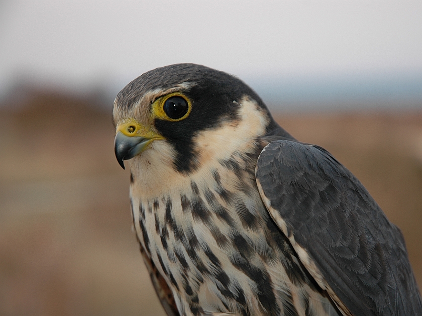 Eurasian Hobby, Sundre 20060506